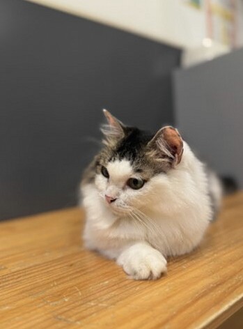 【保護猫カフェ探訪】仕事帰りに立ち寄れる『ネコリパブリック東京 高円寺店』 #コラム #ライフ