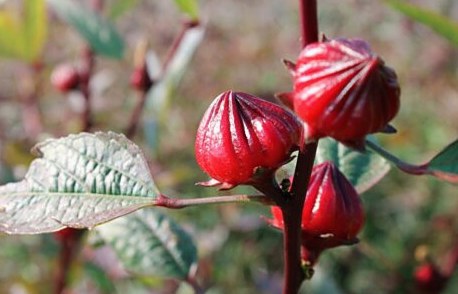 【写真クイズ】この食材の名前は？ ハーブティーの原料として人気の植物です