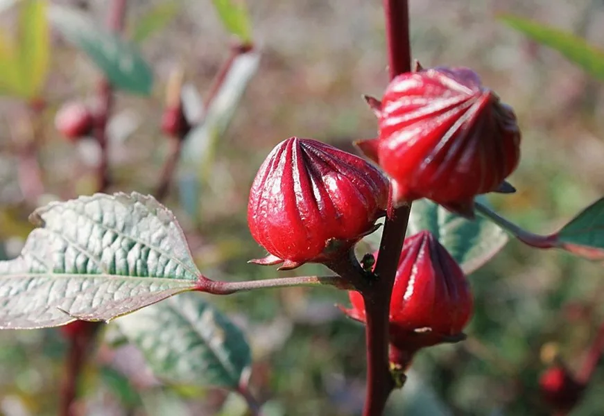 【写真クイズ】この食材の名前は？ ハーブティーの原料として人気の植物です