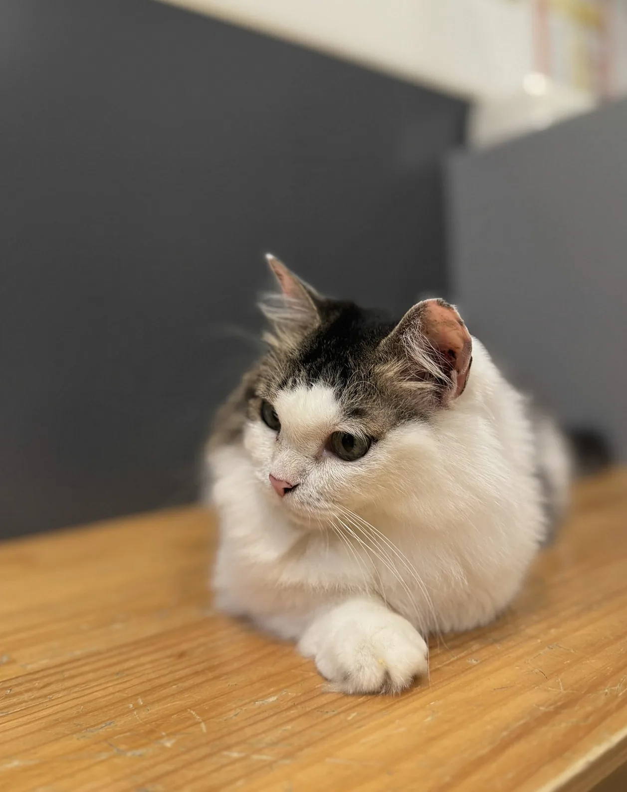 【保護猫カフェ探訪】仕事帰りに立ち寄れる『ネコリパブリック東京 高円寺店』