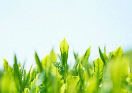 累計応募数は驚異の4500万句。全体の9割が学生。知られざる「お～いお茶」新俳句の味わい深い世界